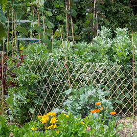 Picture of garden